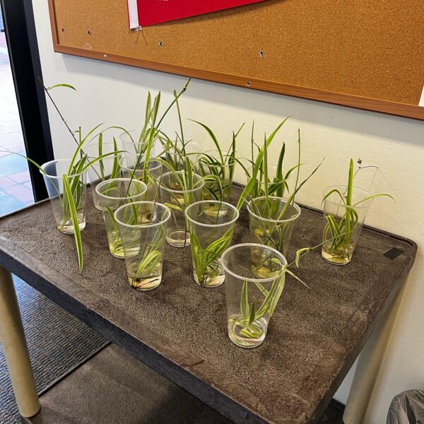 Plant cuttings from the GSC Office Lobby